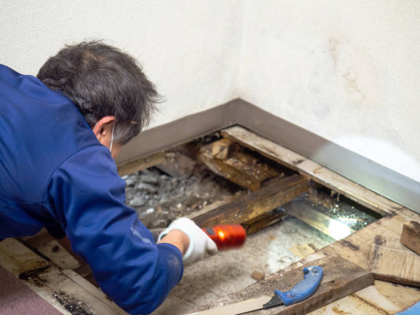 Certified Mold Removal in Tusculum, TN