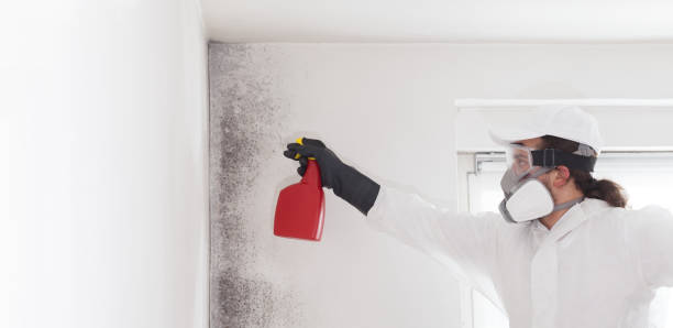 Professional Mold Removal in Tusculum, TN
