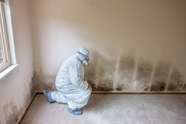 Best Residential Mold Removal  in Tusculum, TN