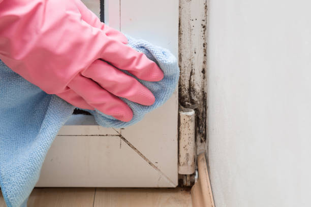 Best Residential Mold Removal  in Tusculum, TN